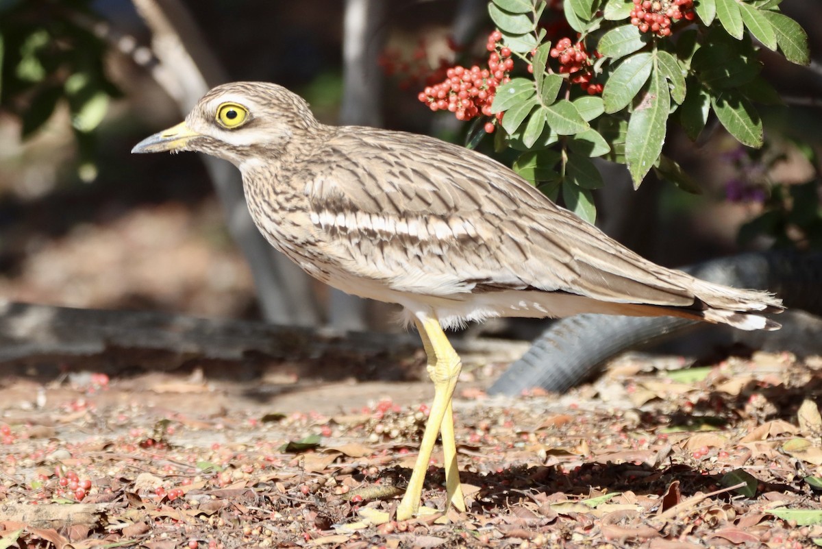 イシチドリ - ML646692613