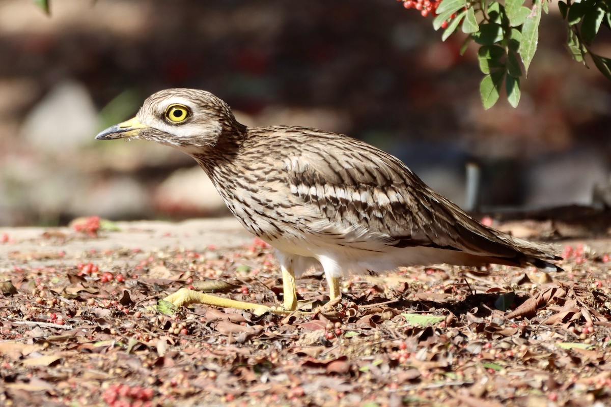 イシチドリ - ML646692614