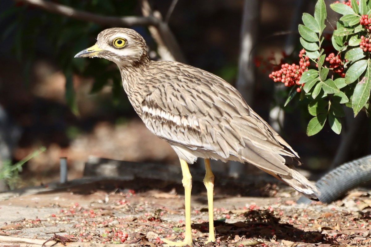 イシチドリ - ML646692615