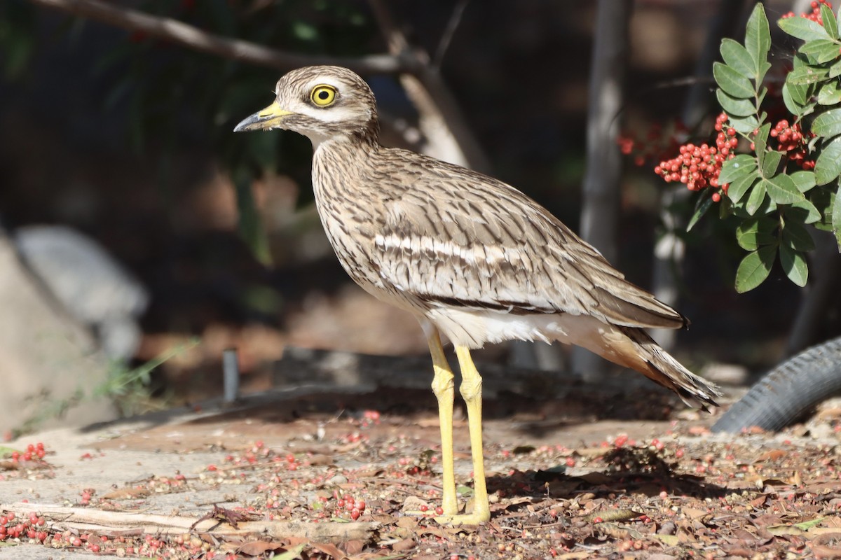 イシチドリ - ML646692616