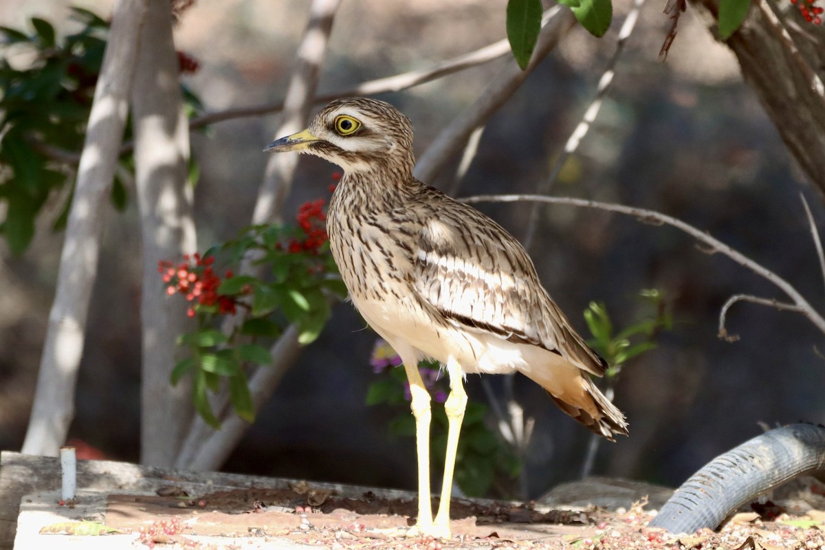 イシチドリ - ML646692617