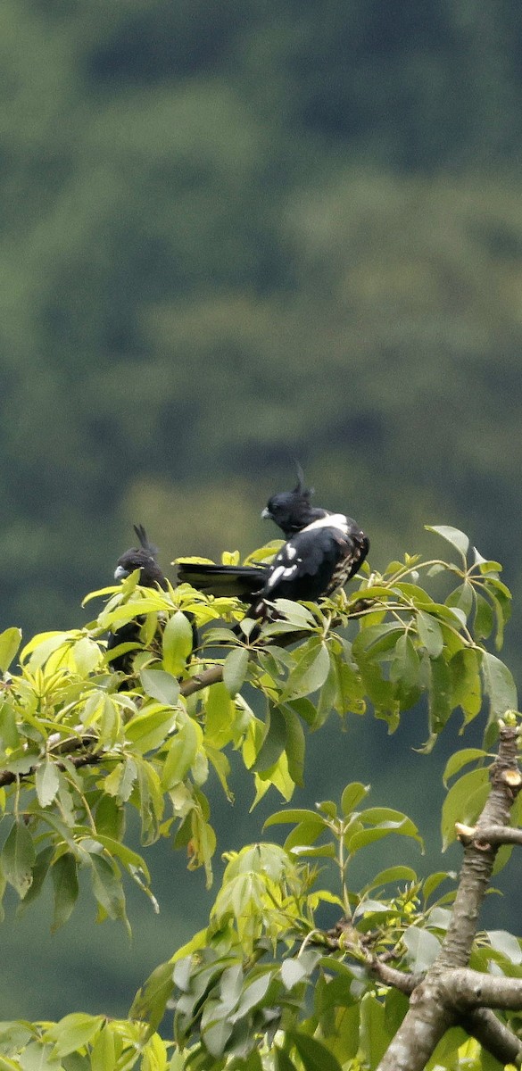 クロカッコウハヤブサ - ML646692618