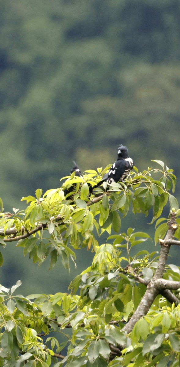 クロカッコウハヤブサ - ML646692619