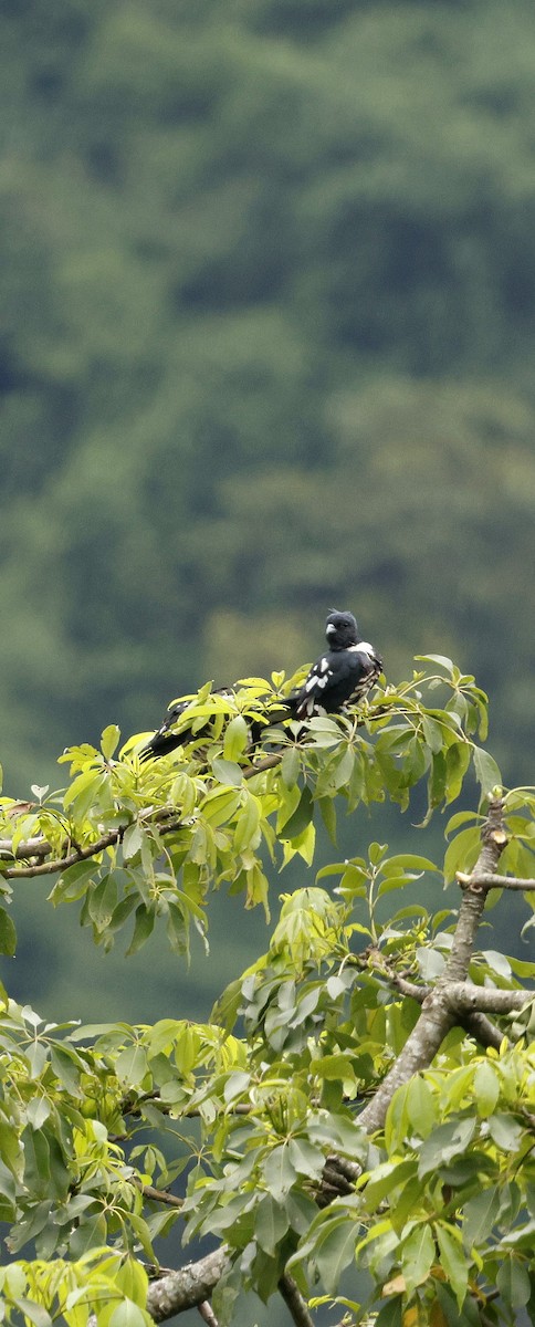 クロカッコウハヤブサ - ML646692620