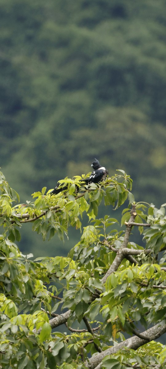 クロカッコウハヤブサ - ML646692621