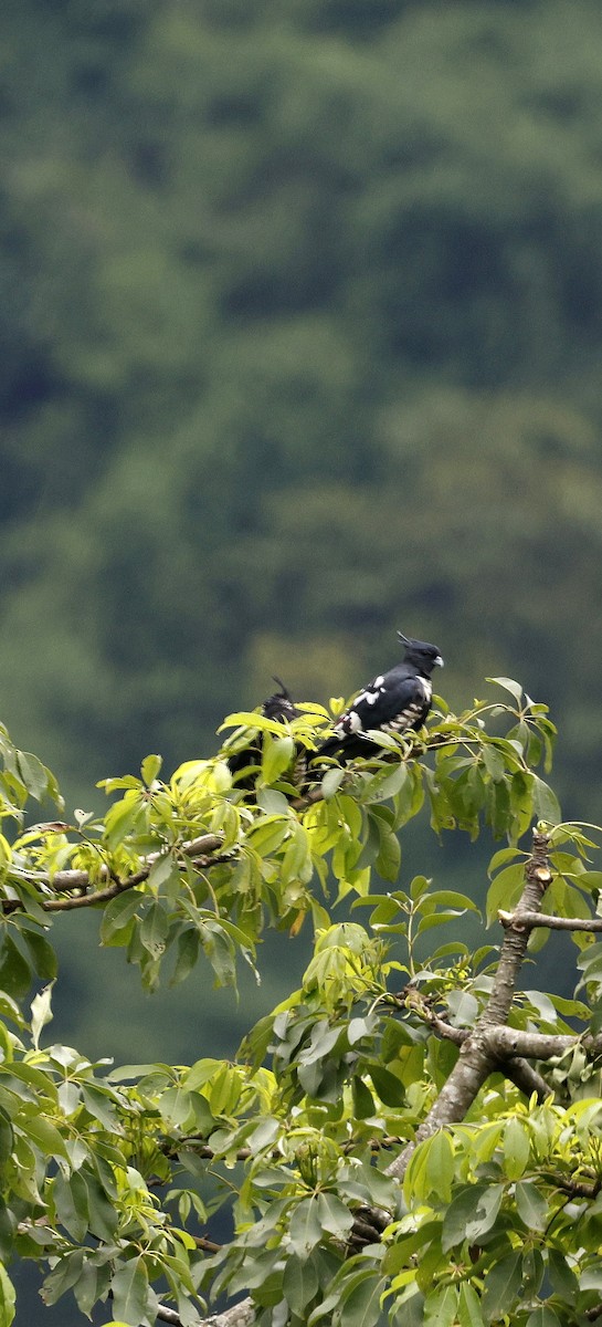 クロカッコウハヤブサ - ML646692622