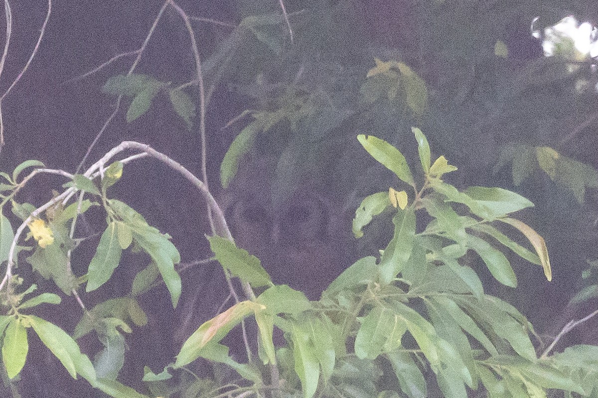 クロワシミミズク - ML646692623