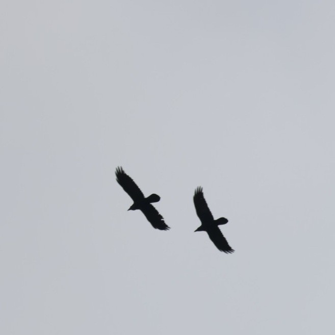 עורב שחור - ML646692624