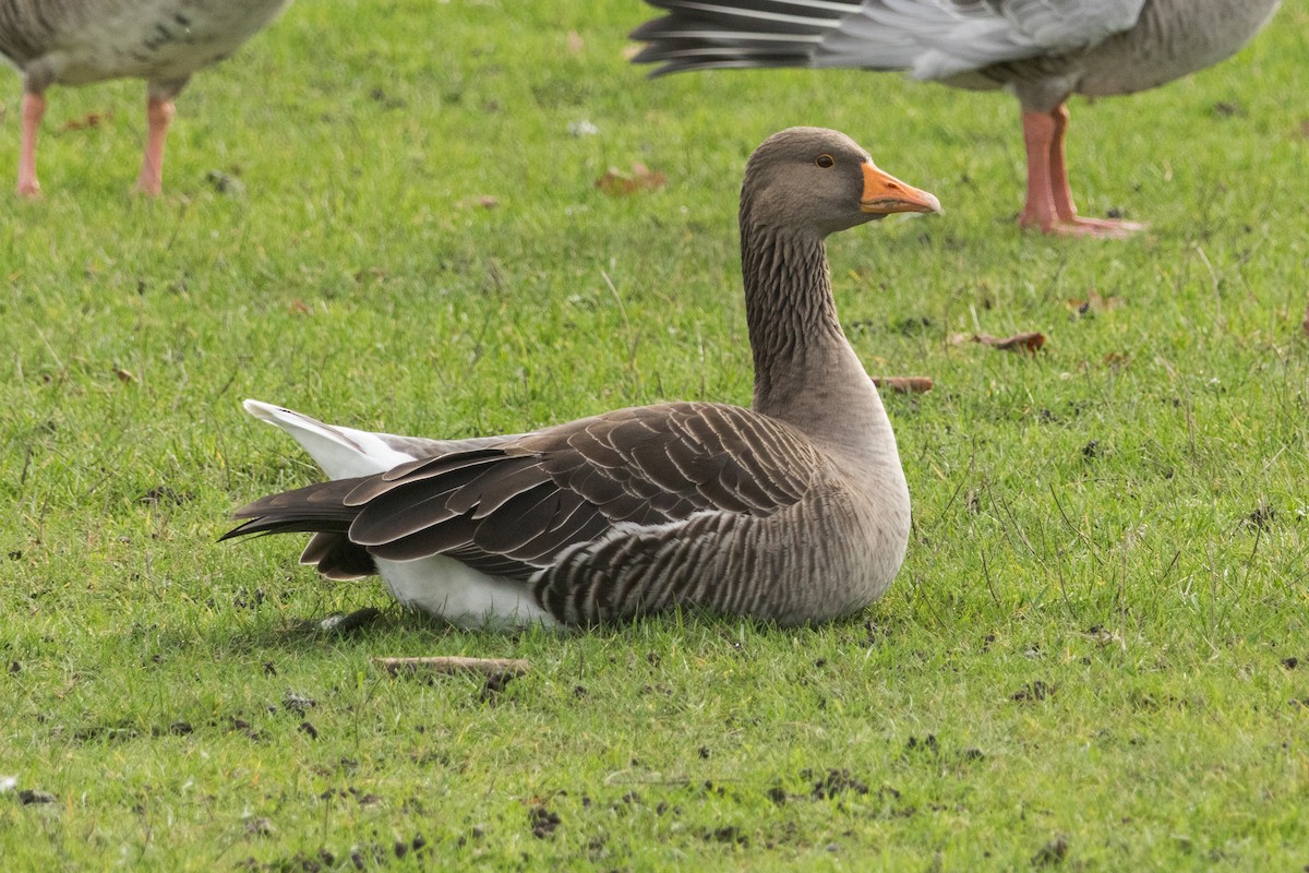 ハイイロガン - ML646692625