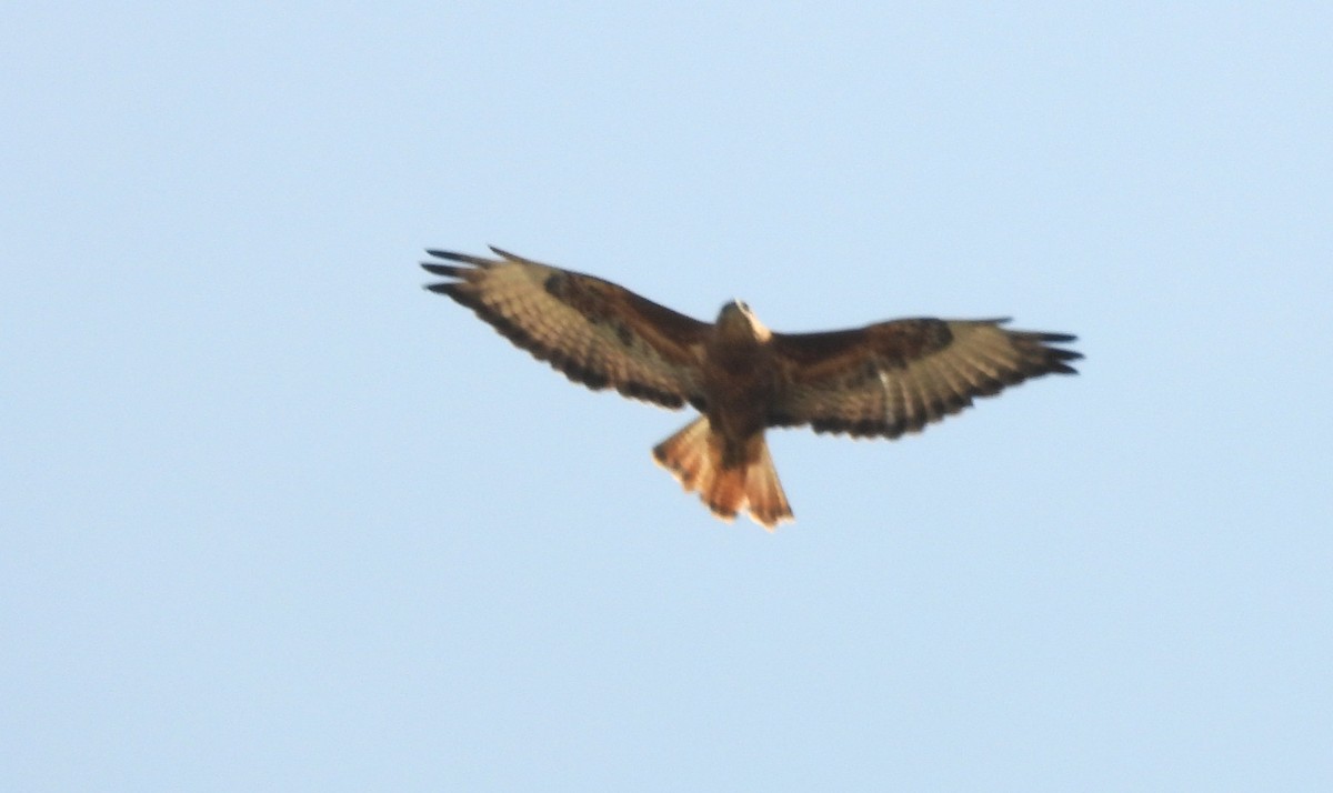 Common Buzzard (Steppe) - ML646692626