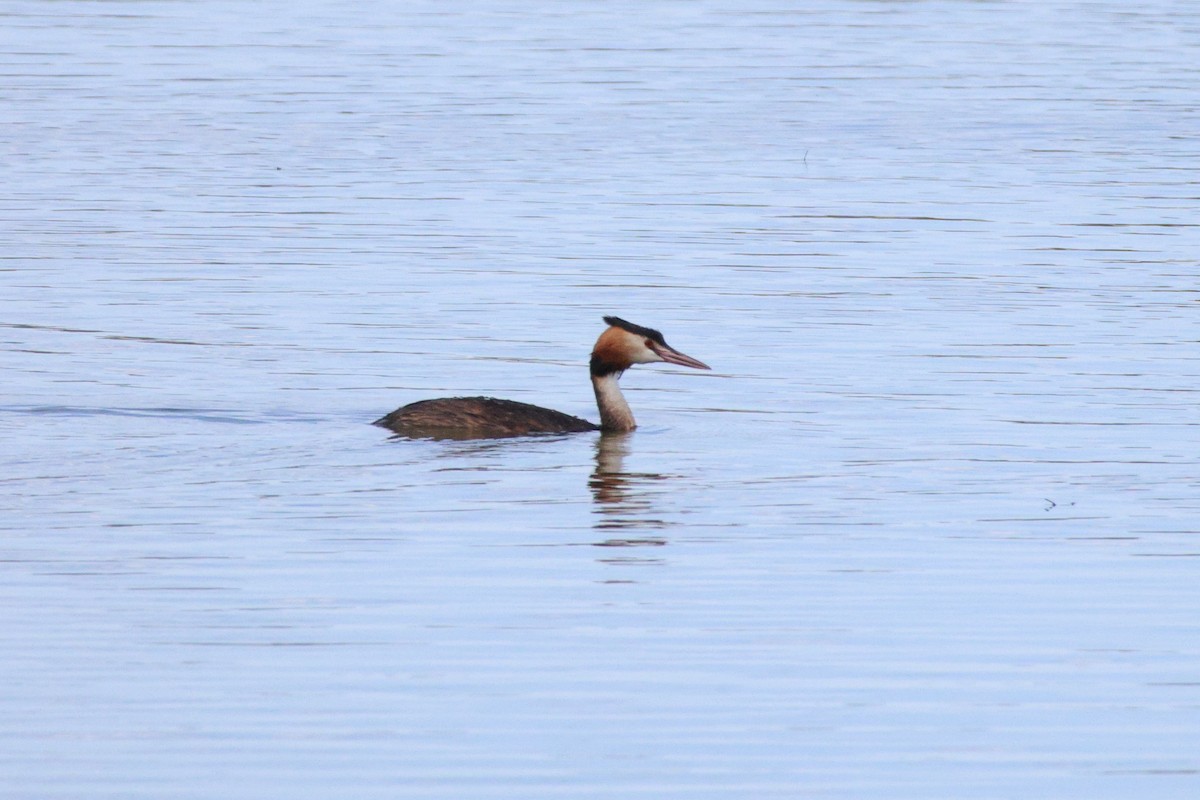 Great Crested Grebe - ML646692627