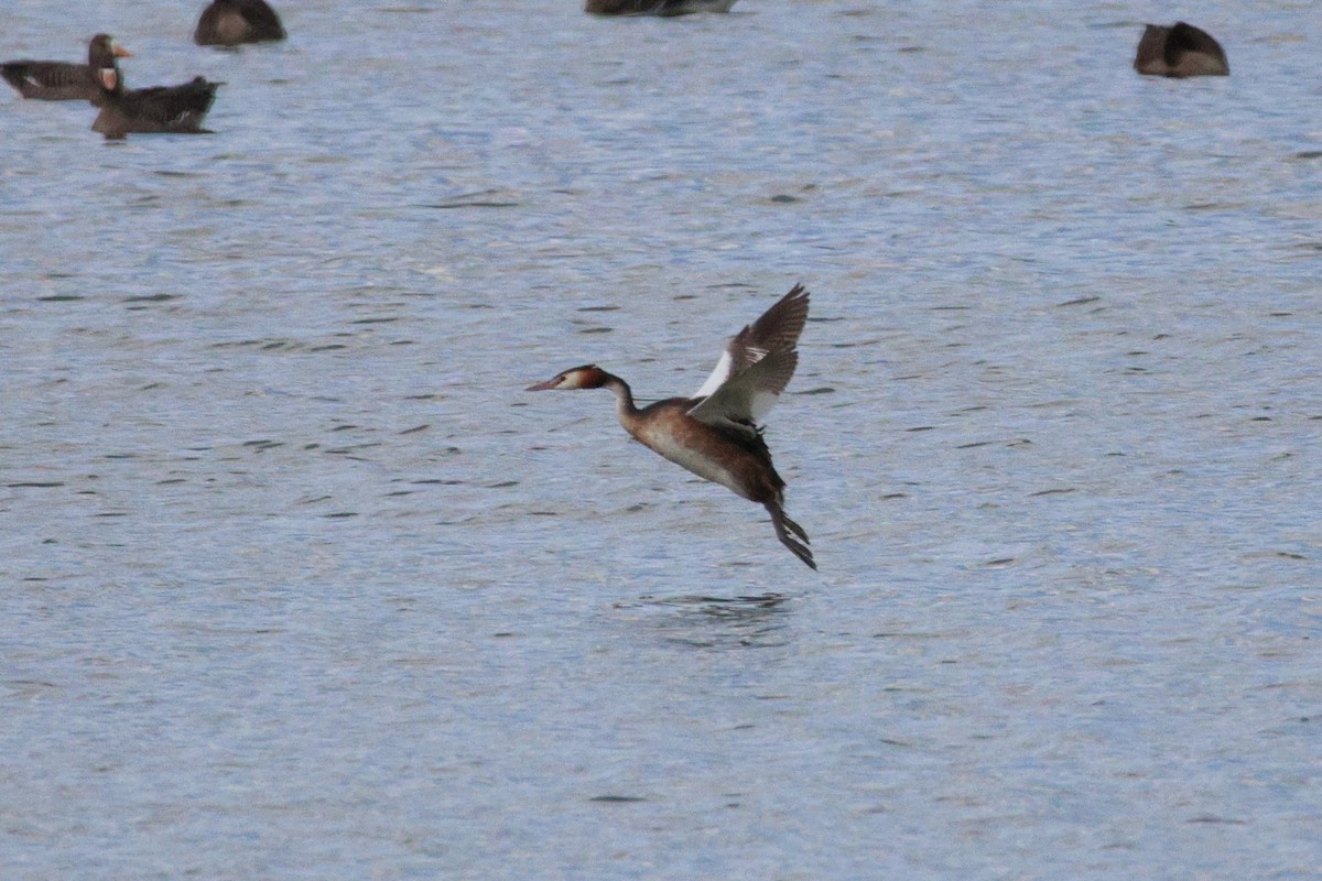 Great Crested Grebe - ML646692628