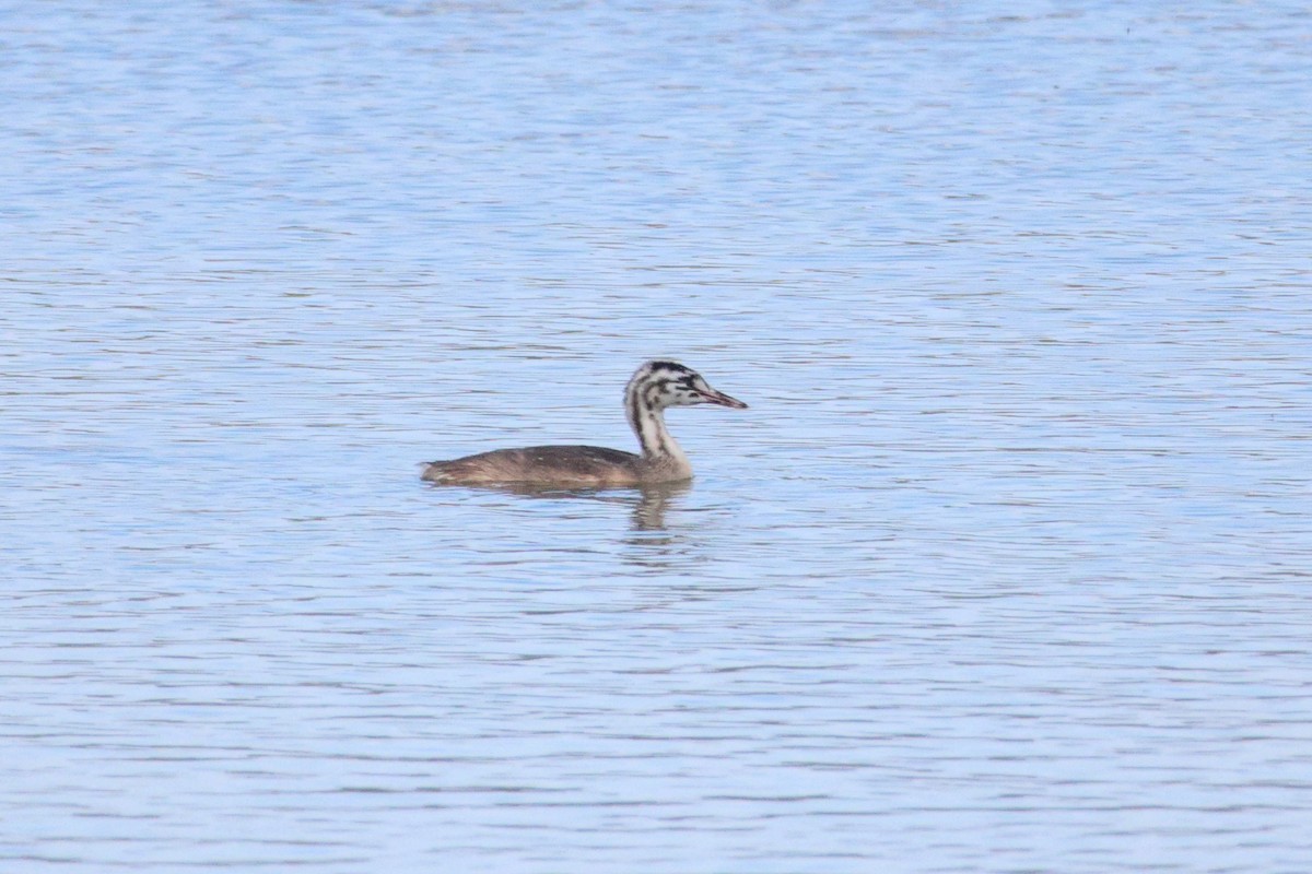 Great Crested Grebe - ML646692629