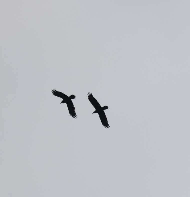 עורב שחור - ML646692633