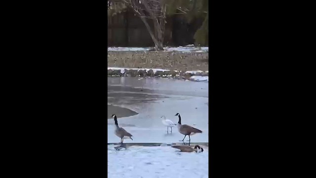 Ánsar Nival - ML646692638