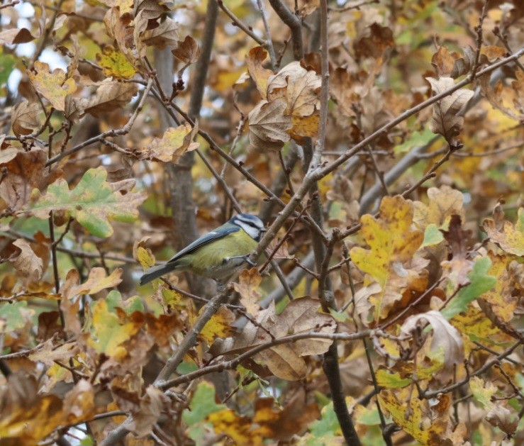 Өрнийн хөх бух - ML646692649