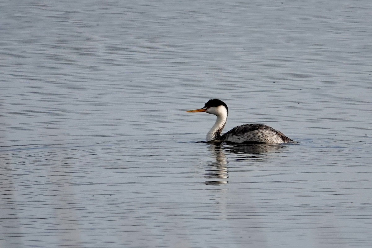 Achichilique de Clark - ML646692654