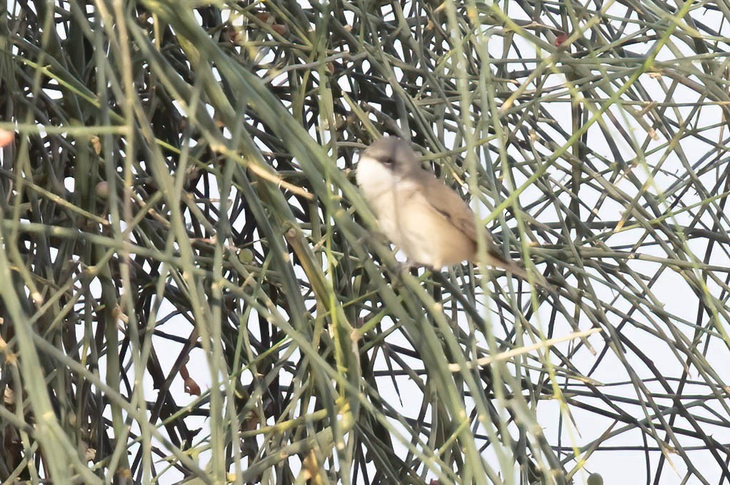 Lesser Whitethroat - ML646692655