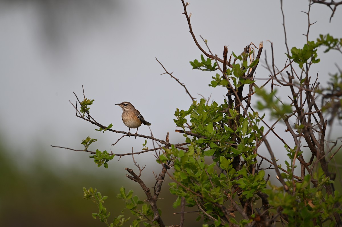 White-browed Scrub-Robin - ML646692656