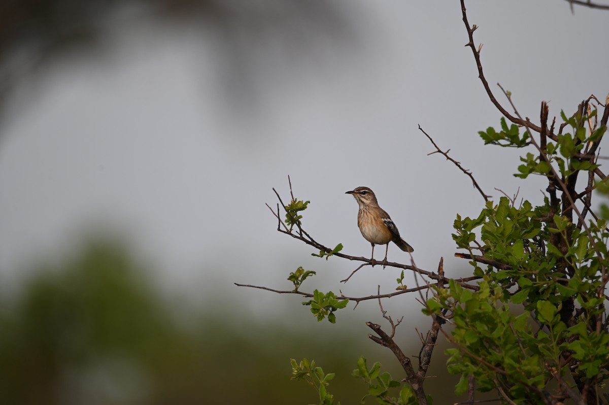 White-browed Scrub-Robin - ML646692657