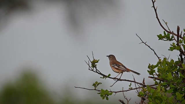 Alzacola Dorsirrojo - ML646692658