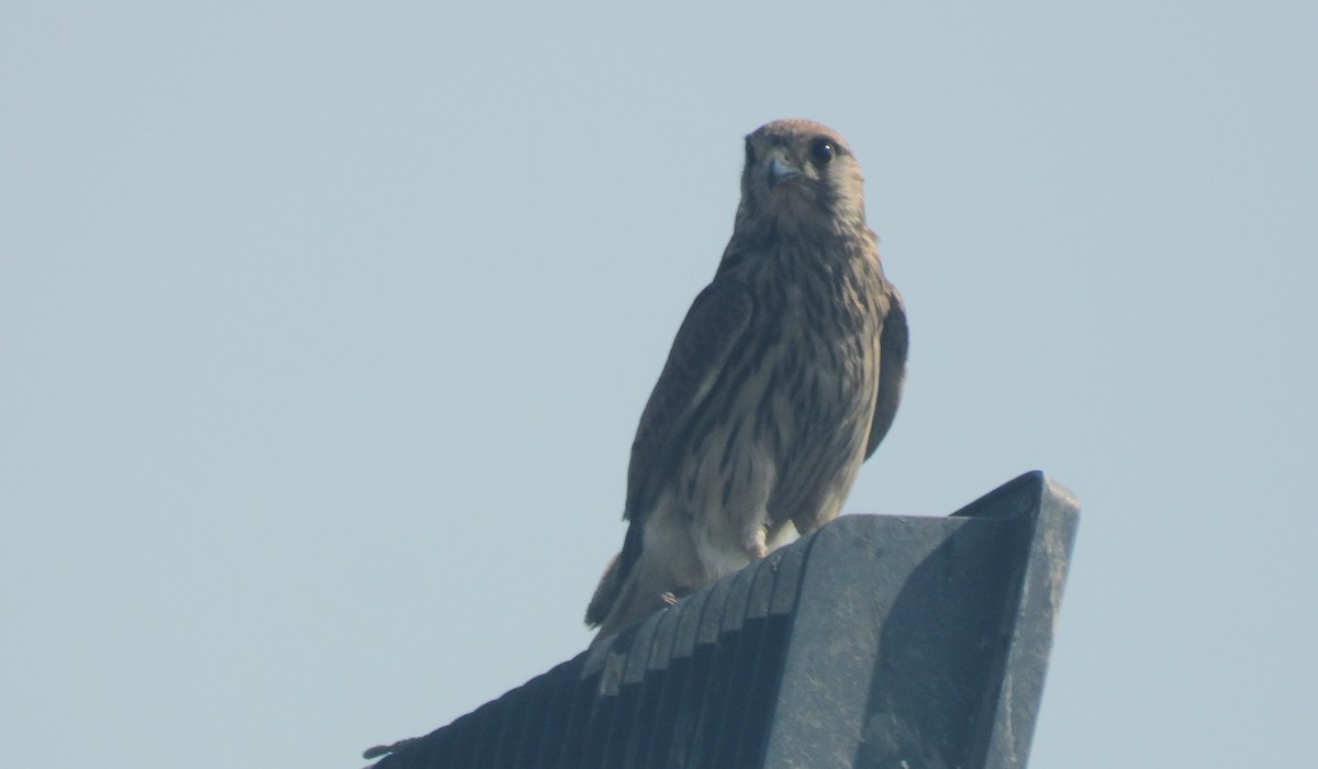 Eurasian Kestrel - ML646692659