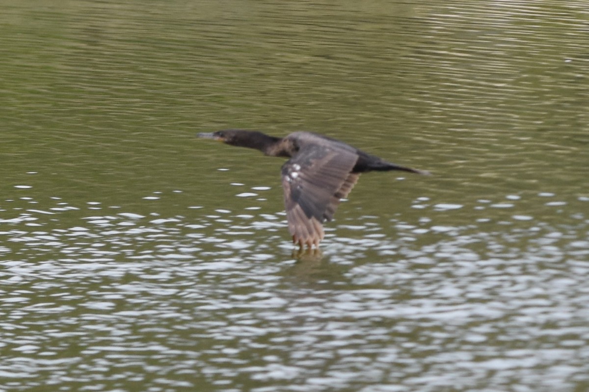 Neotropic Cormorant - ML646692663