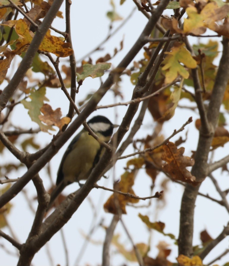 Их хөх бух - ML646692664