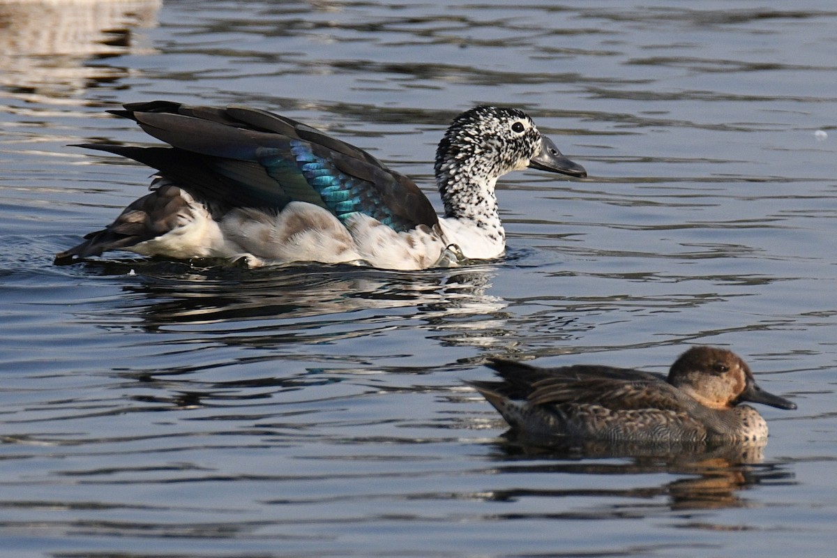 Knob-billed Duck - ML646692668