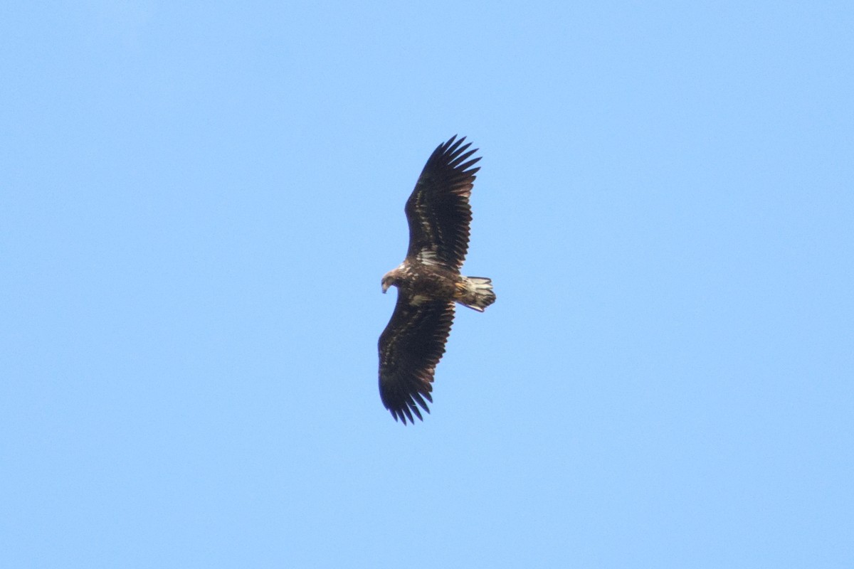 White-tailed Eagle - ML646692670