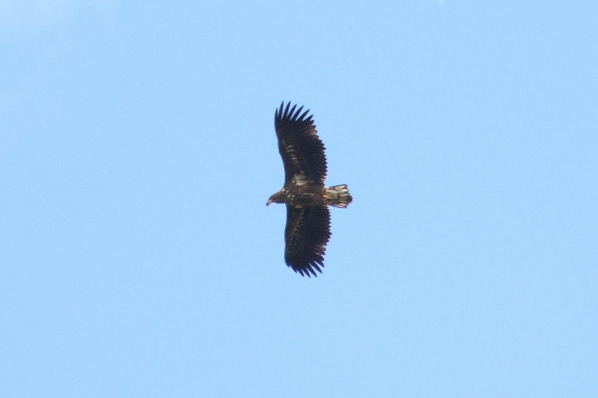 White-tailed Eagle - ML646692671