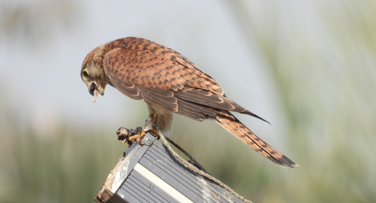 Eurasian Kestrel - ML646692673