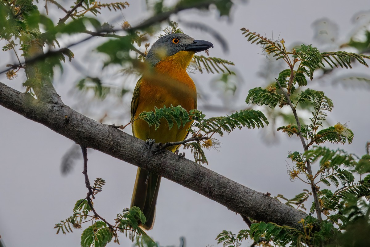Gray-headed Bushshrike - ML646692674
