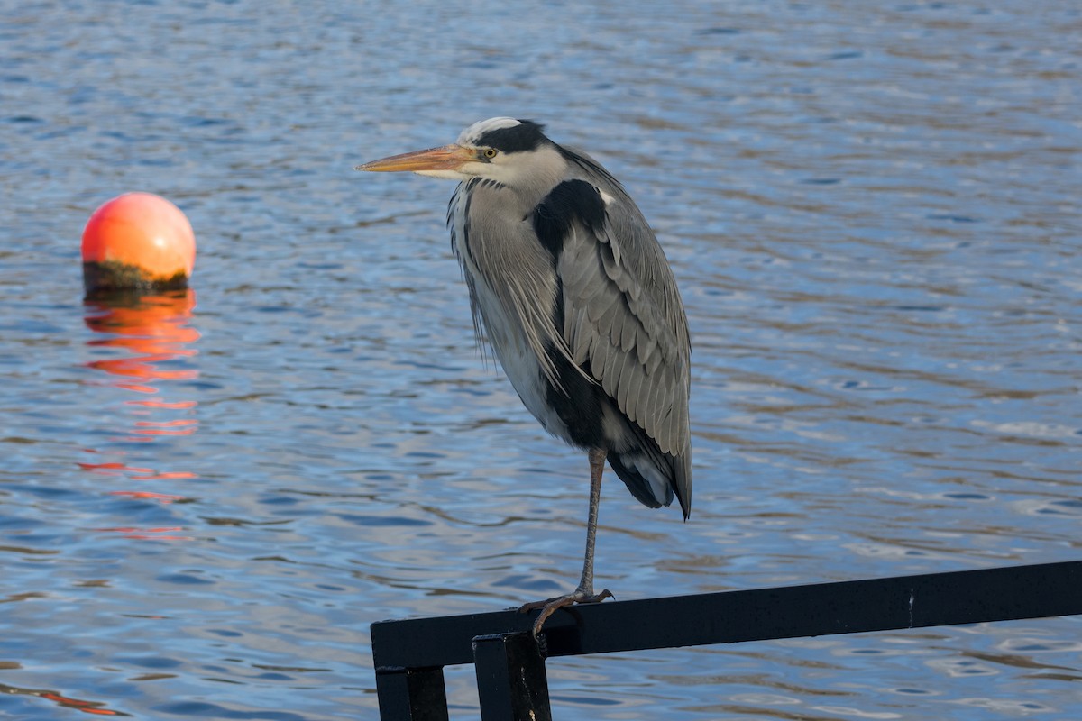 Gray Heron - ML646692677