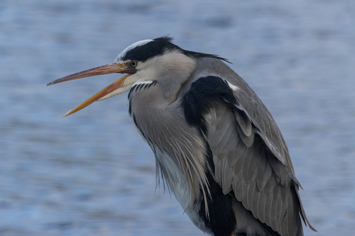 Gray Heron - ML646692678