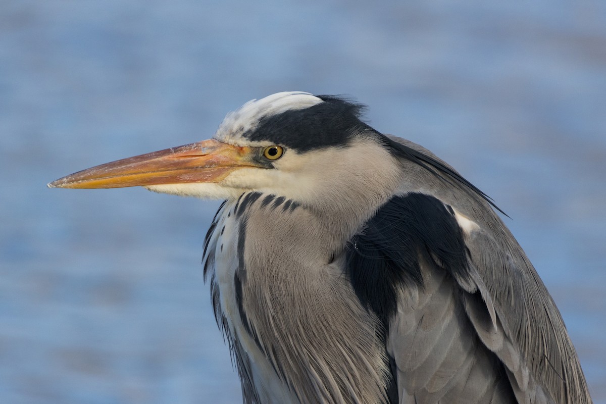 Gray Heron - ML646692679