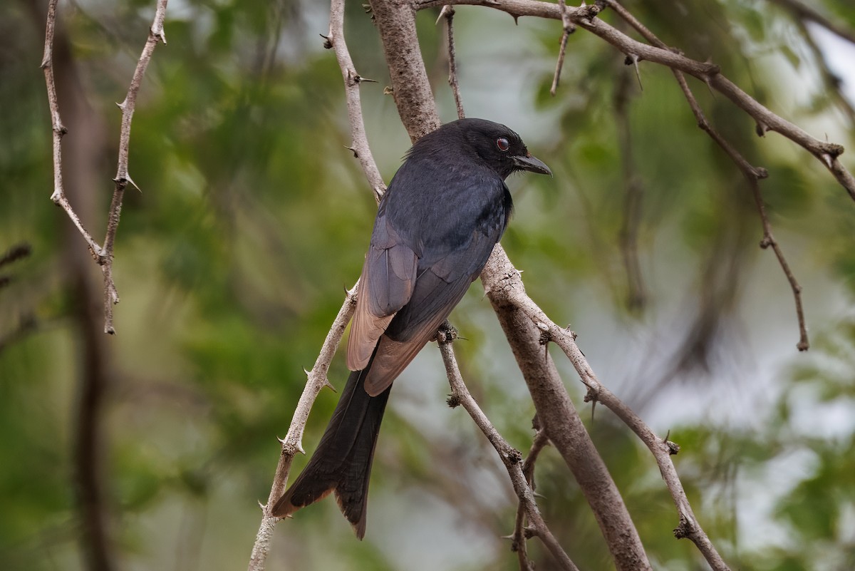 Fork-tailed Drongo - ML646692680