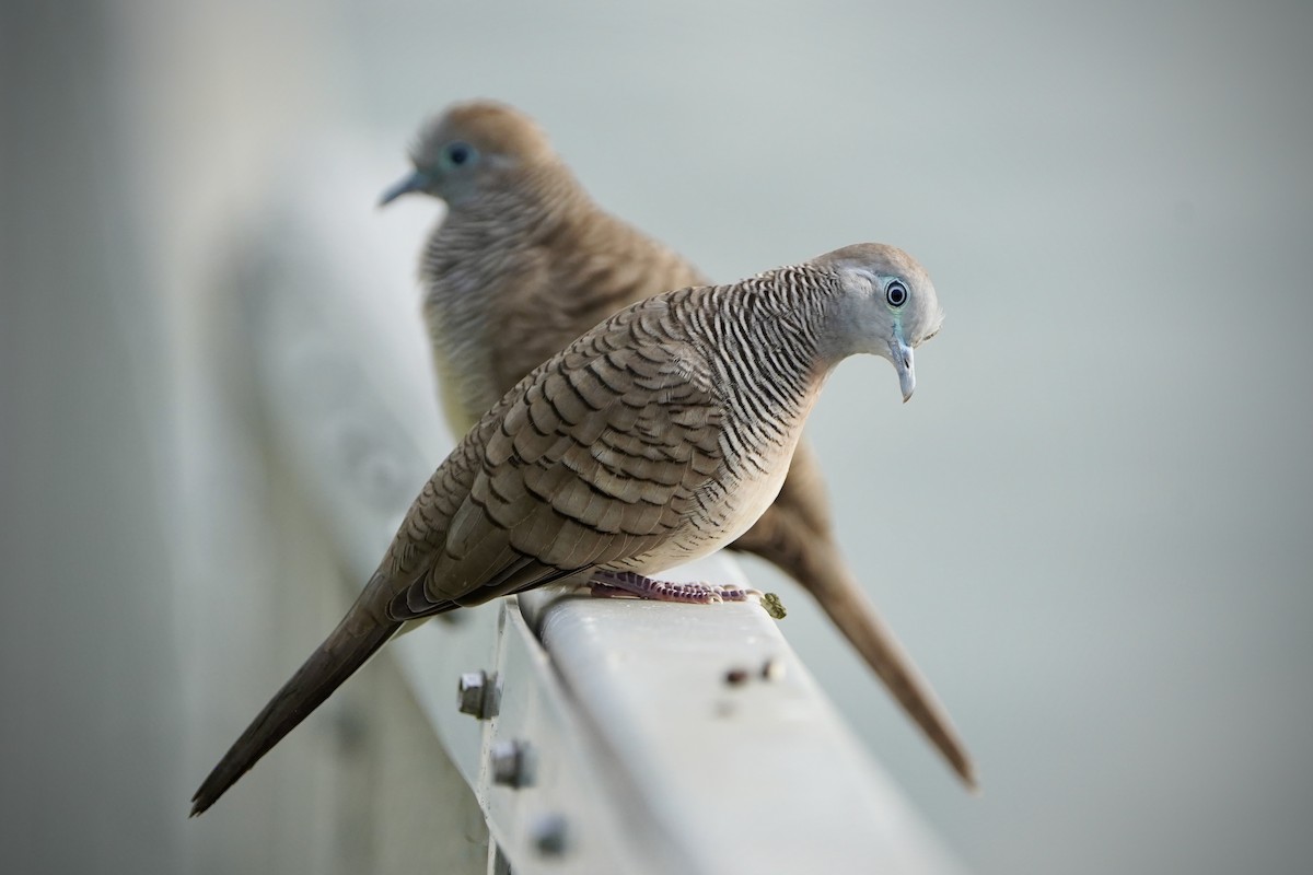 Zebra Dove - ML646692681