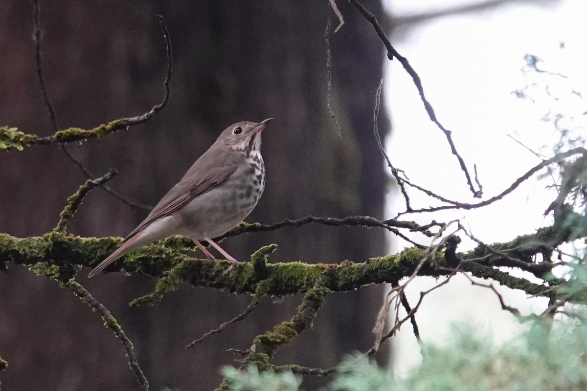 Hermit Thrush - ML646692682