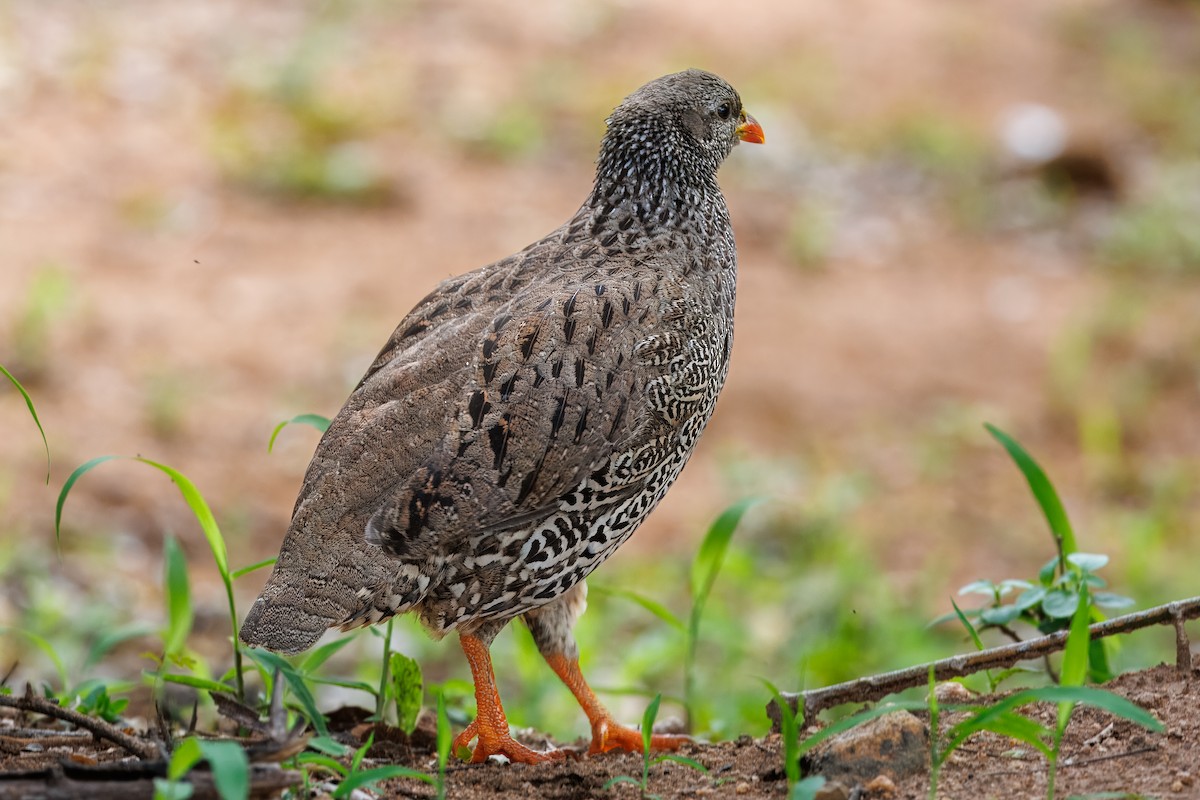 Natal Spurfowl - ML646692683