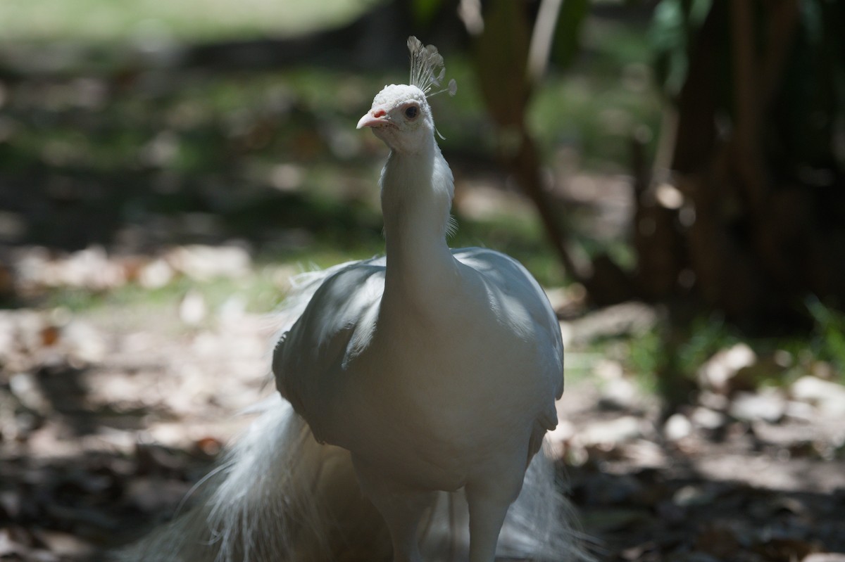 Indian Peafowl (Domestic type) - ML646692684