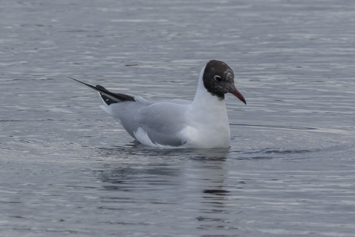 Black-headed Gull - ML646692685