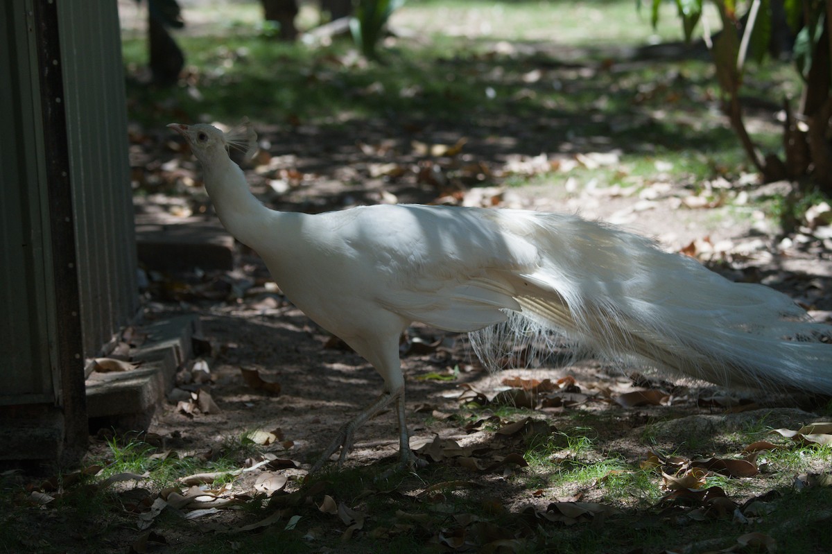 Indian Peafowl (Domestic type) - ML646692686