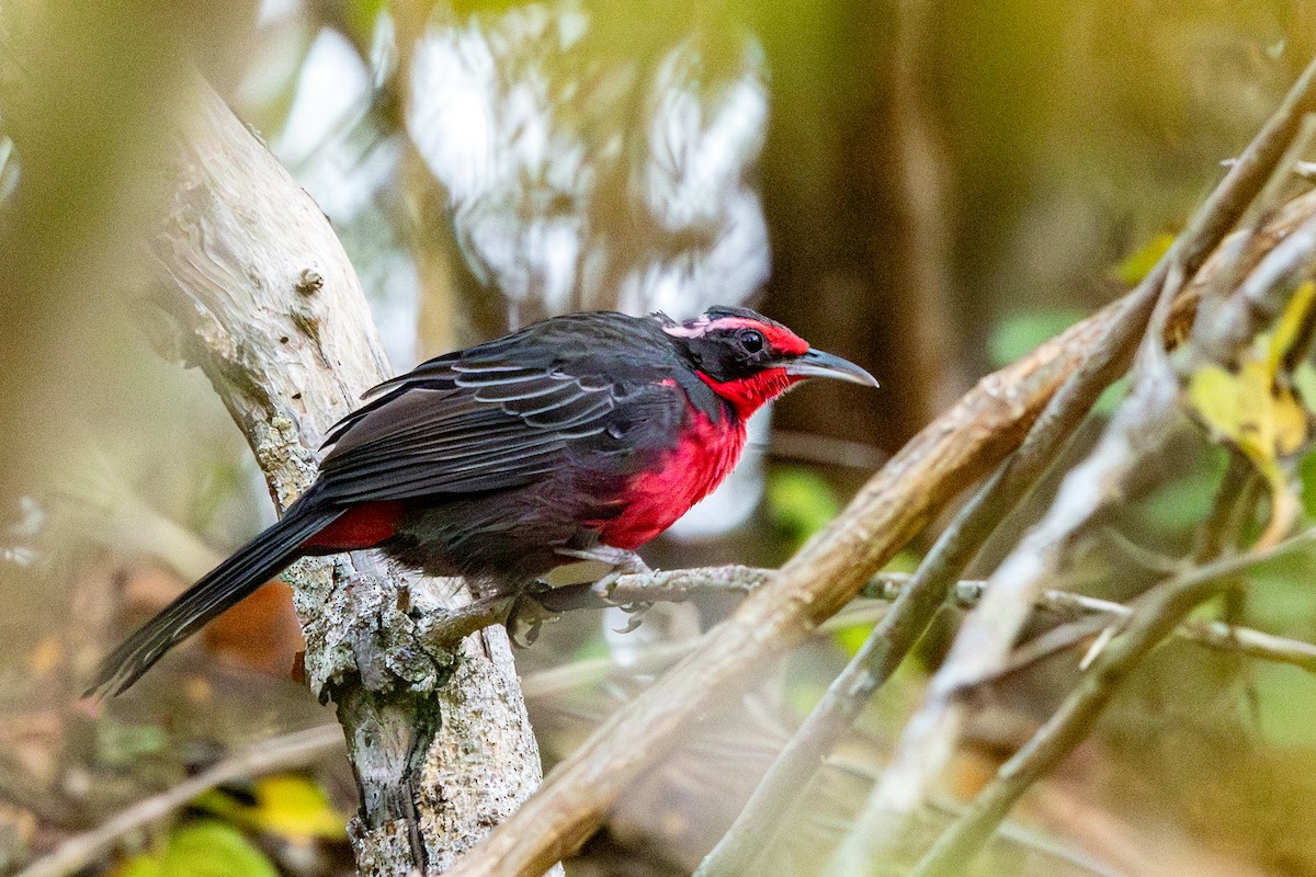 Rosy Thrush-Tanager - ML646692687