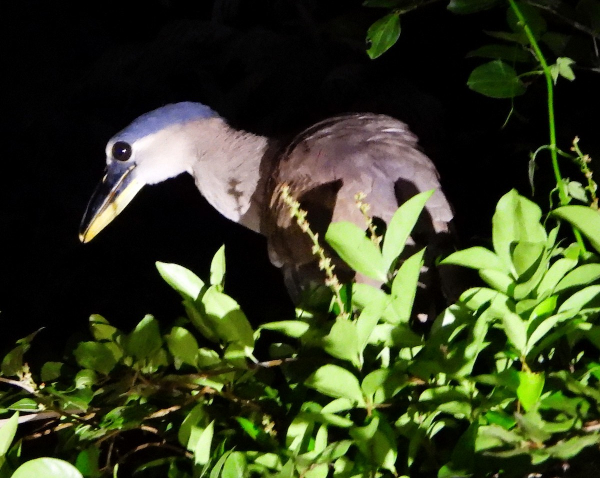 Boat-billed Heron - ML646692688