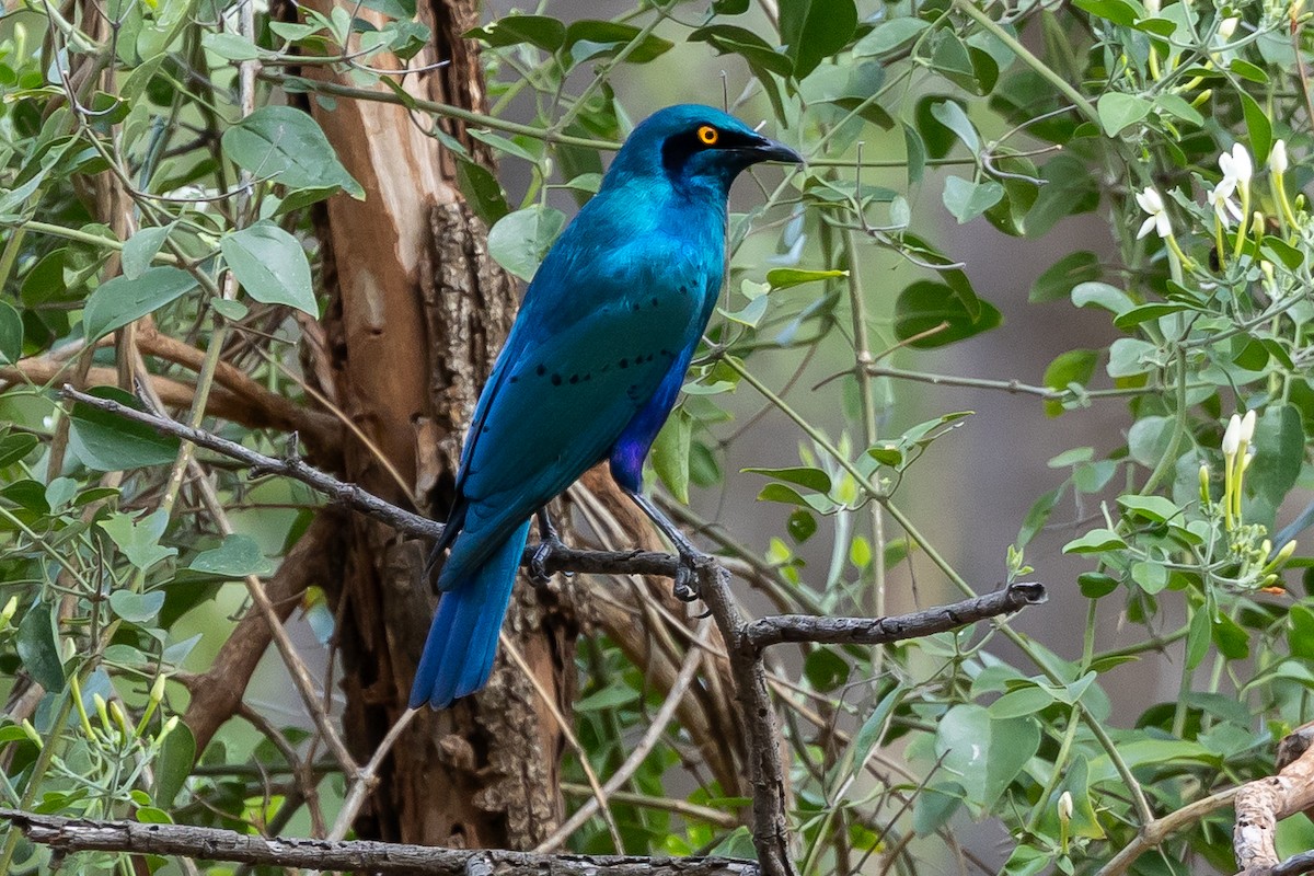 Greater Blue-eared Starling - ML646692690