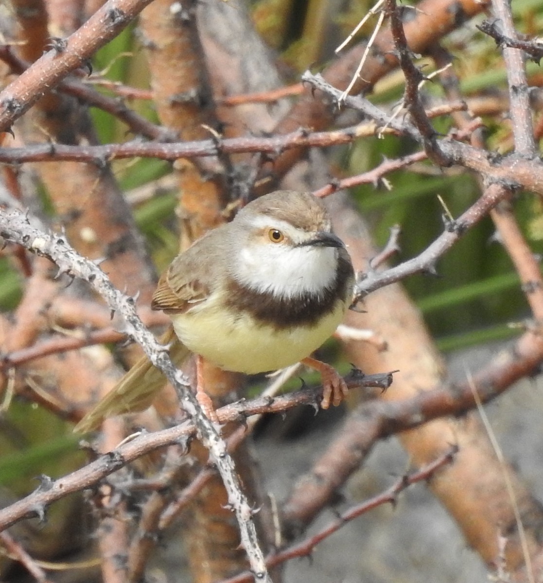 Black-chested Prinia - ML646692691