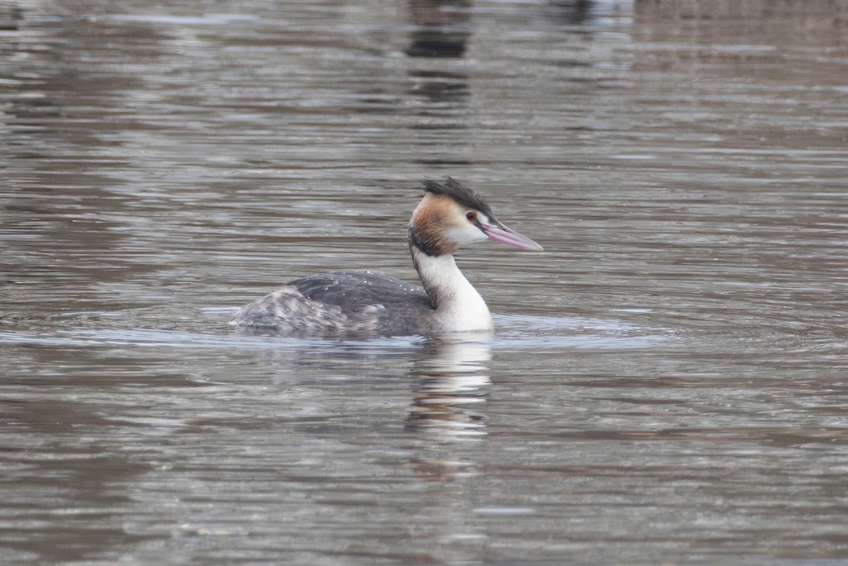 Great Crested Grebe - ML646692692