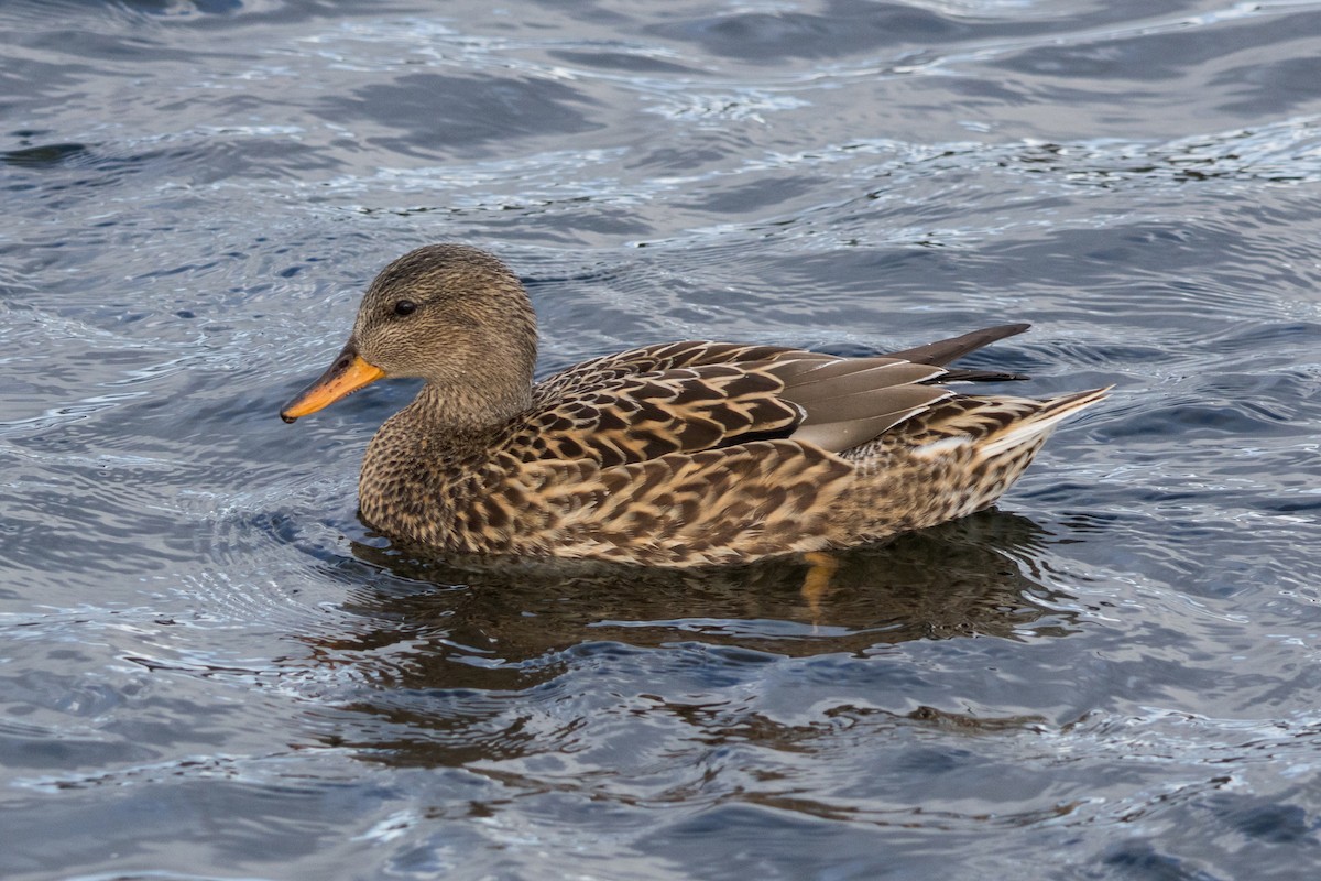 Gadwall - ML646692694