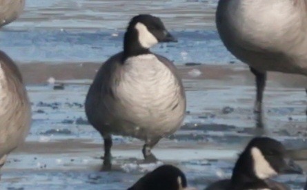 Cackling Goose - ML646692695